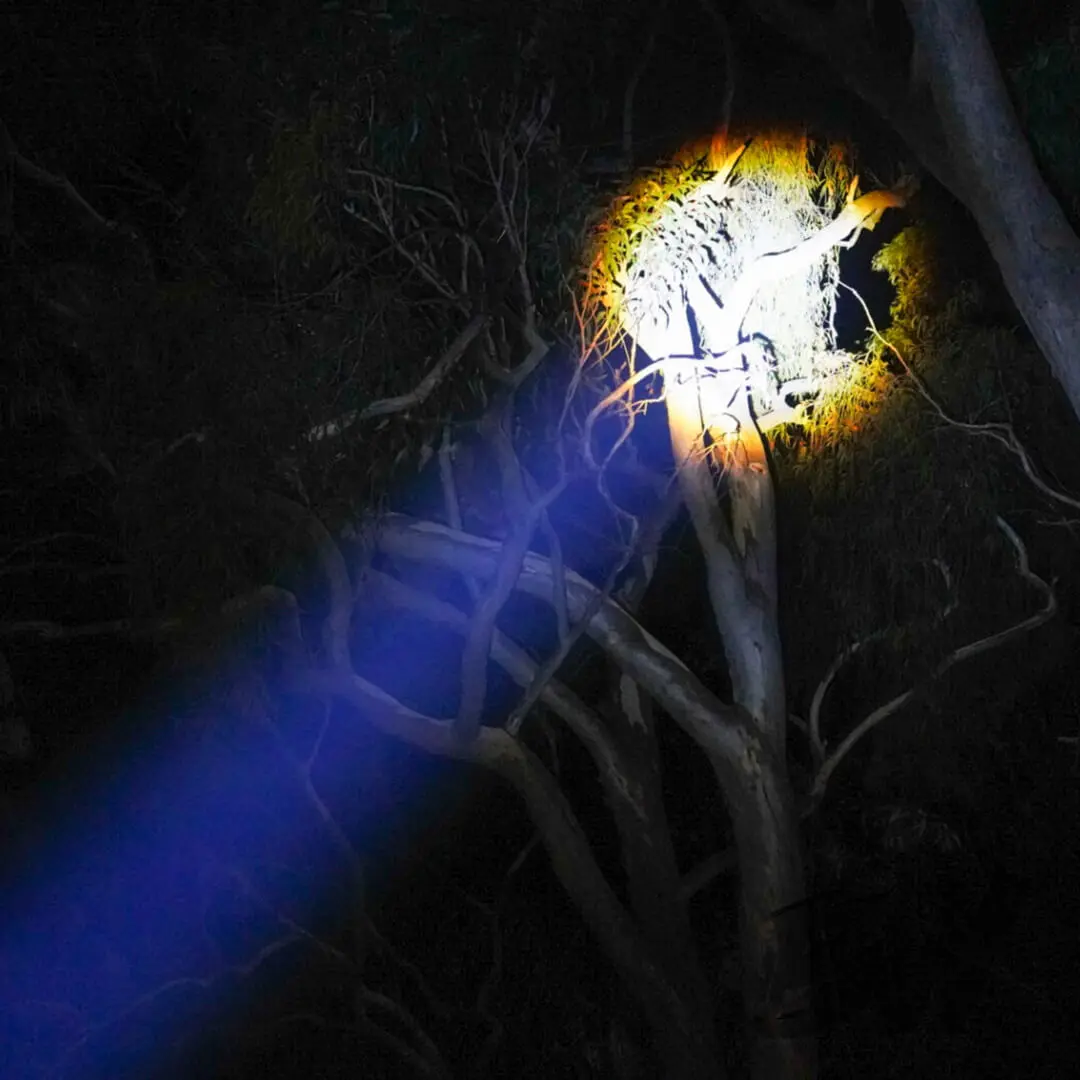 Outdoor Torch LED Flashlight - Image 4
